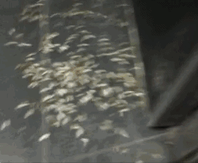 13.gif