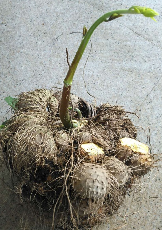 白麻薯草药图片图片