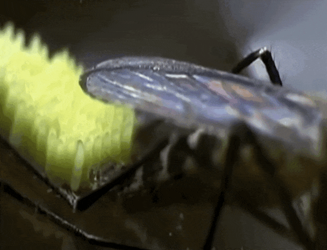 6.gif