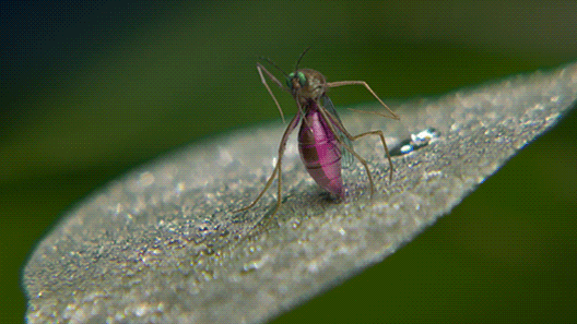 4.gif