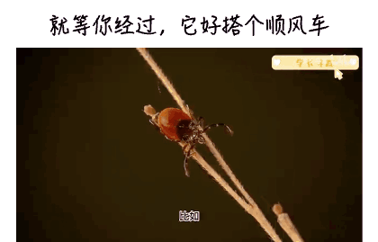 17.gif
