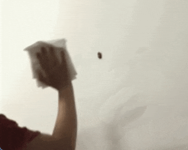 8.gif