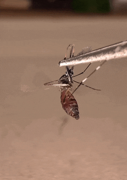 8.gif
