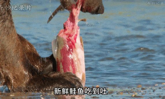 5.gif